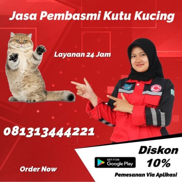 Jasa Pembasmi Kutu Kucing Batam